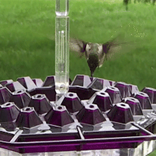 Sherum Sweety Hummingbird Feeder